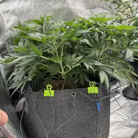 Sour Gorilla Atlas Seed NASC