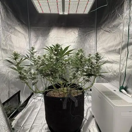 Mendo Breath Atlas Seed NASC