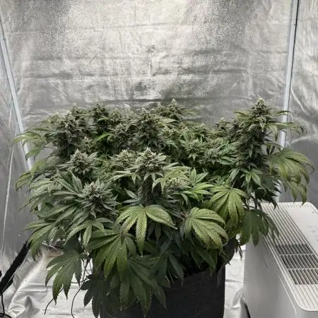 Blackberry Kush NASC North Atlantic Seed Company
