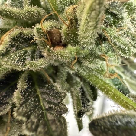 Blackberry for Seeds 2025
