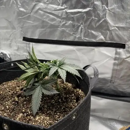 Sour Gorilla Atlas Seed NASC