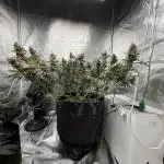 Mendo Breath Atlas Seed NASC