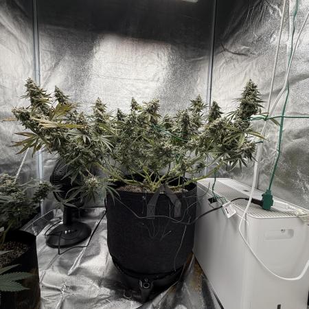 Mendo Breath Atlas Seed NASC
