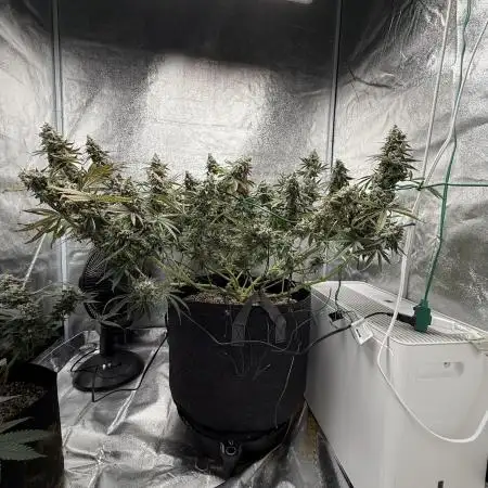 Mendo Breath Atlas Seed NASC