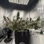 Mendo Breath Atlas Seed NASC