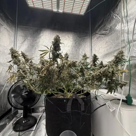 Mendo Breath Atlas Seed NASC