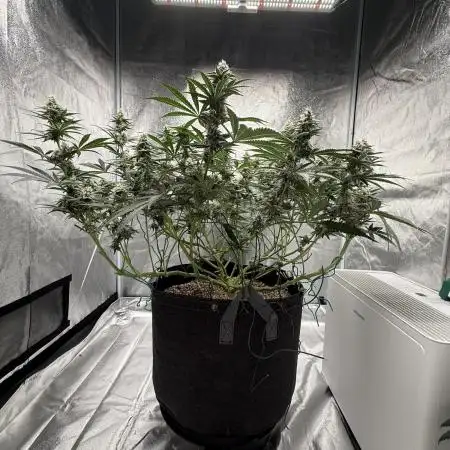 Mendo Breath Atlas Seed NASC