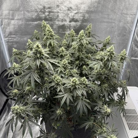 Sour Gorilla Atlas Seed NASC