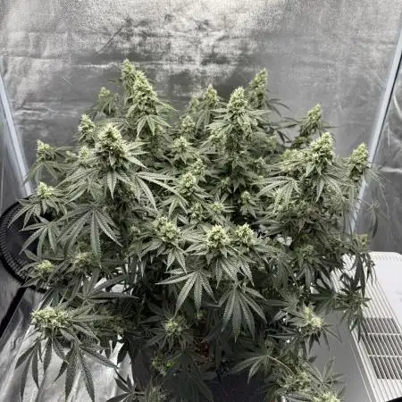Sour Gorilla Atlas Seed NASC