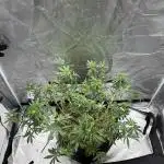 Sour Gorilla Atlas Seed NASC