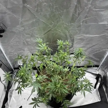Sour Gorilla Atlas Seed NASC