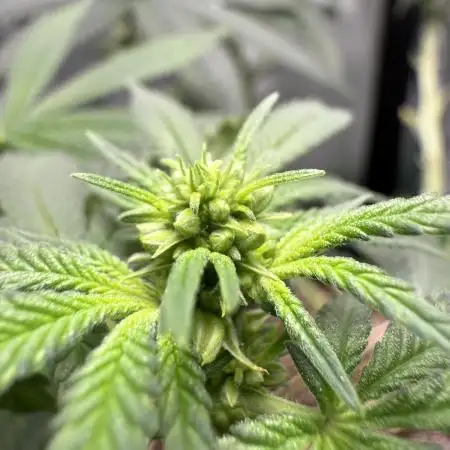 Sour for Seeds 2025