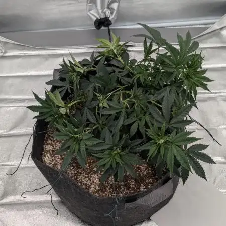 Blackberry Kush NASC North Atlantic Seed Company