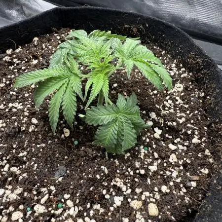 Sour Gorilla for Seeds 2025