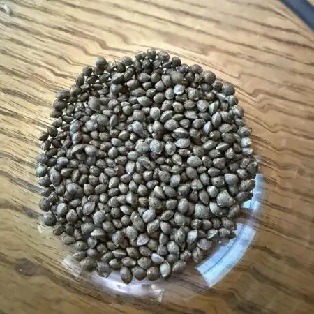Blackberry for Seeds 2025