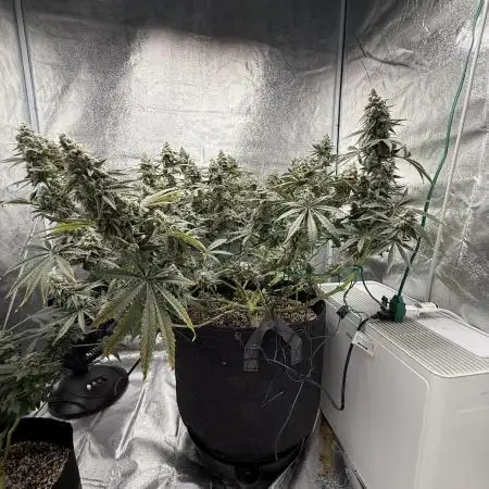 Mendo Breath Atlas Seed NASC