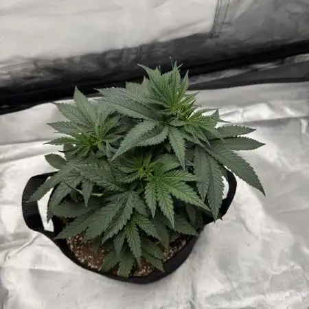 Sour for Seeds 2025