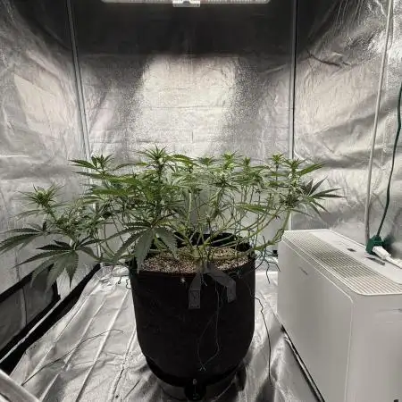 Mendo Breath Atlas Seed NASC