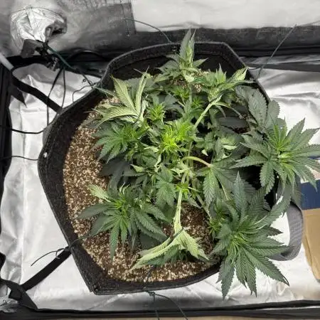 Sour Gorilla Atlas Seed NASC