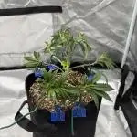 Sour for Seeds 2025