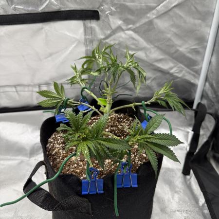 Sour for Seeds 2025