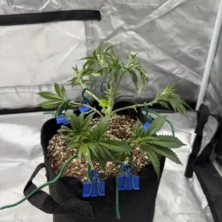 Sour for Seeds 2025
