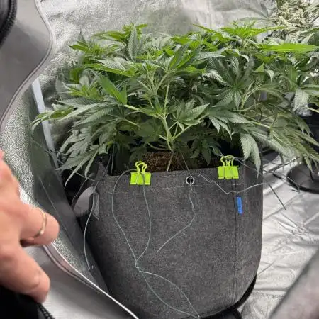 Sour Gorilla Atlas Seed NASC