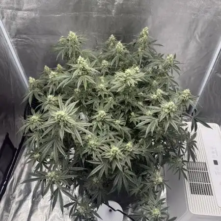 Sour Gorilla Atlas Seed NASC