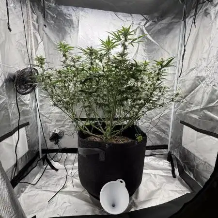 Sour Gorilla Atlas Seed NASC