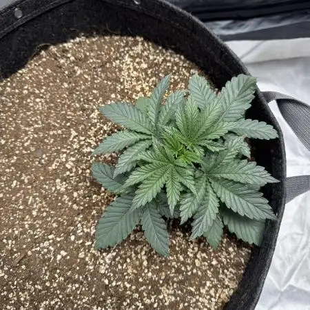 Sour Gorilla Atlas Seed NASC