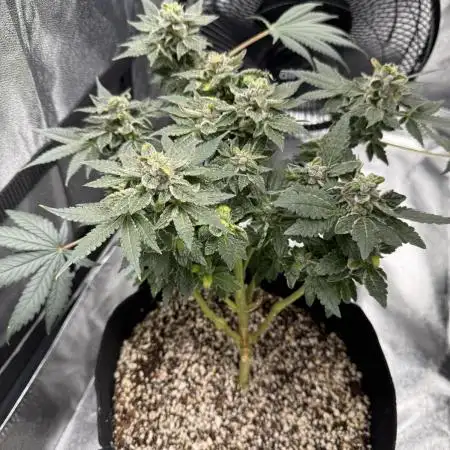 Blackberry for Seeds 2025