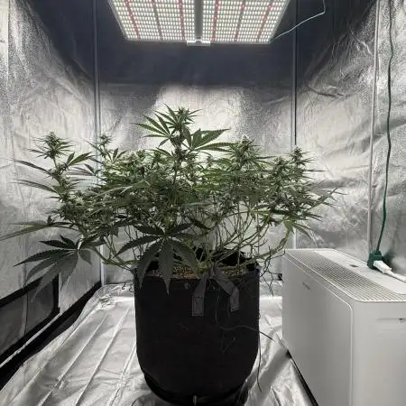 Mendo Breath Atlas Seed NASC