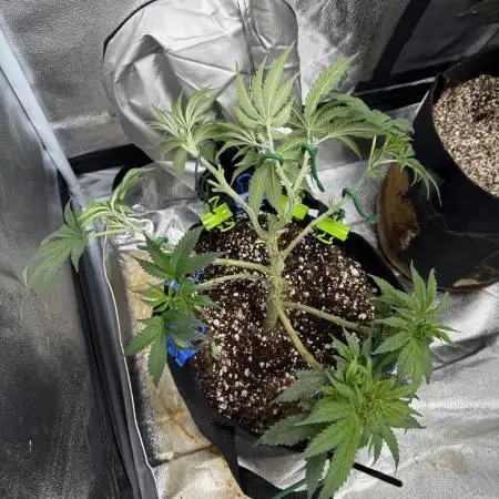 Sour for Seeds 2025