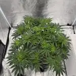 Mendo Breath Atlas Seed NASC