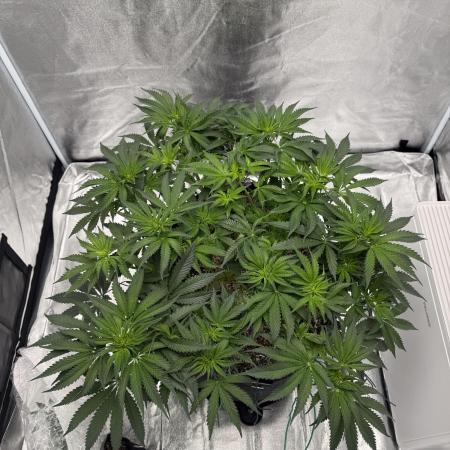 Mendo Breath Atlas Seed NASC