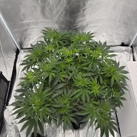 Mendo Breath Atlas Seed NASC