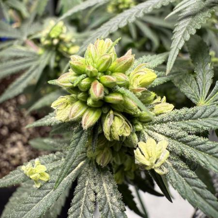 Sour for Seeds 2025