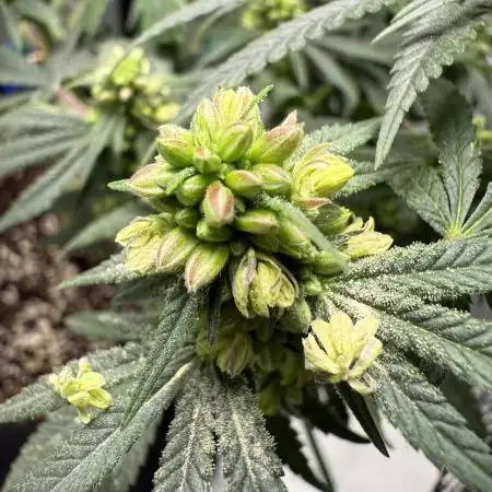 Sour for Seeds 2025