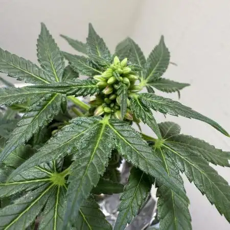 Blackberry for Seeds 2025