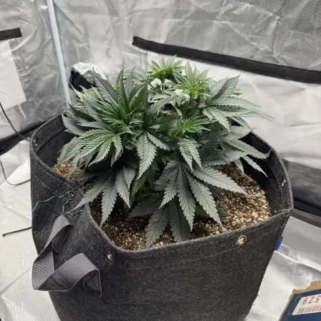 Sour Gorilla Atlas Seed NASC