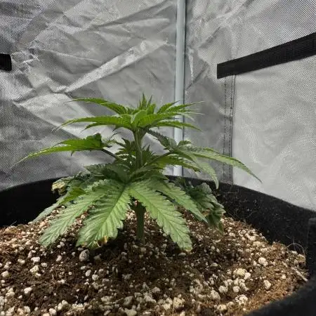 Sour Gorilla for Seeds 2025