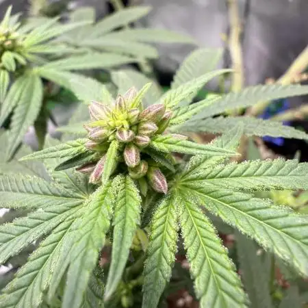 Sour for Seeds 2025