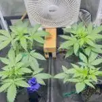 Testers from Brothers Grimm Seeds.
