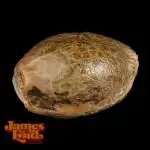 Seed to Harvest with James Loud Genetics