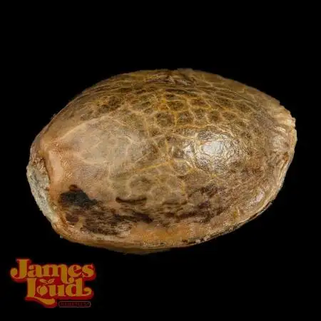 Seed to Harvest with James Loud Genetics