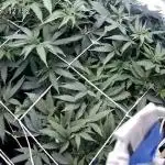 Testers from Brothers Grimm Seeds.