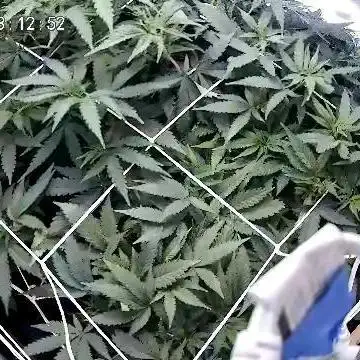 Testers from Brothers Grimm Seeds.