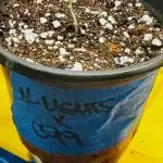 Testers from Brothers Grimm Seeds.