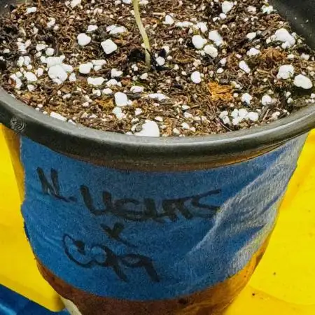 Testers from Brothers Grimm Seeds.