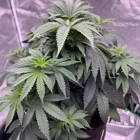 Sour Diesel